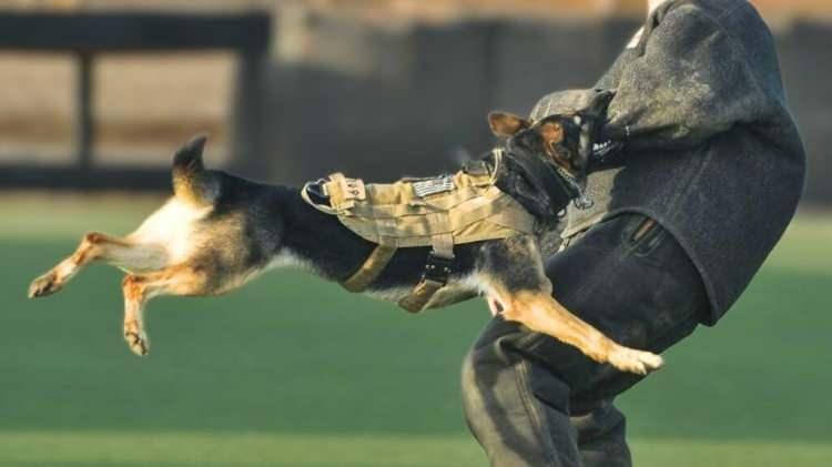 <p>En güçlü ısırma gücüne sahip hayvanlar belli oldu. Dünya Hayvanlar Vakfı tarafından açıklanan raporda köpeklerin ısırma sırasında uyguladığı basınç oranları da yer aldı. İşte en fazla ısırma gücüne sahip köpekler!</p>
