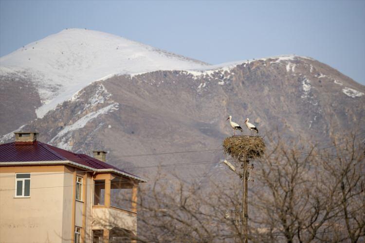 <p>Mahalle sakinleri tarafından korunan leylekler, şu sıralar çevreden taşıdıkları malzemelerle yuvalarını onarıp kuluçkaya yatmaya hazırlanıyor.</p>
