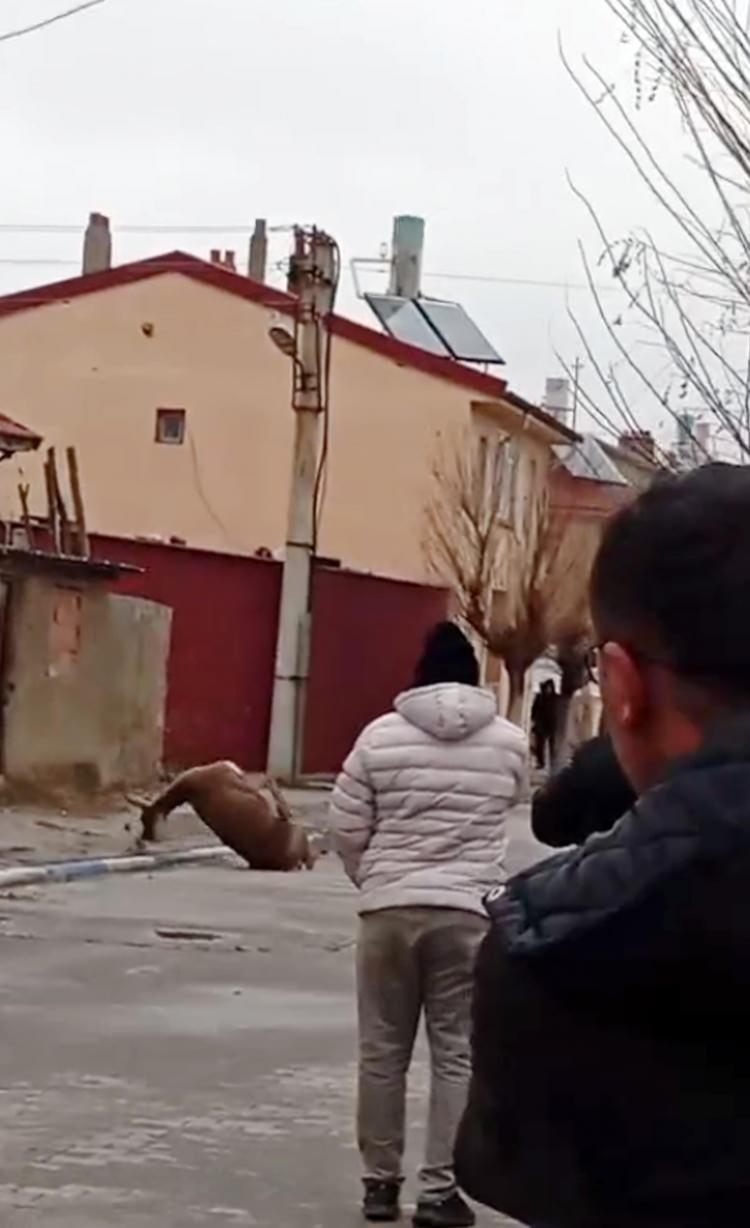 <p>Çevredekilerin ihbarı üzerine olay yerine gelen Doğa Koruma ve Milli Parklara bağlı ekipler, kızıl geyiğin öldüğünü belirledi. </p>