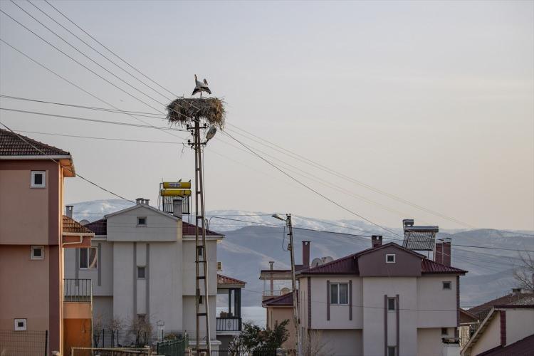 <p>Gündüzleri sulak alanlarda yiyecek arayan leylekler, gün batımında yuvalarına dönerek yırtıcı hayvanların saldırısından korunmaya çalışıyor.</p>
