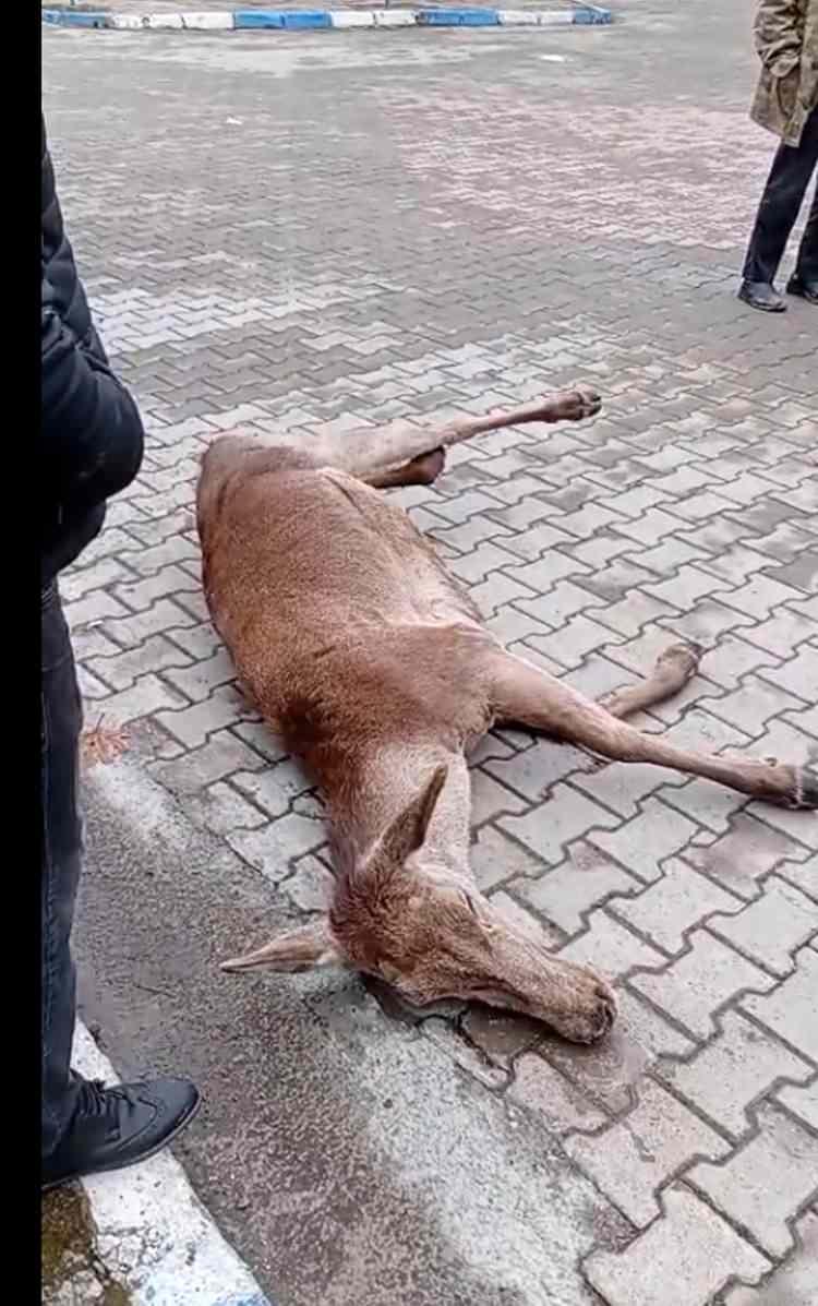 <p>Kızıl geyik inceleme sonrası götürüldü.</p>
