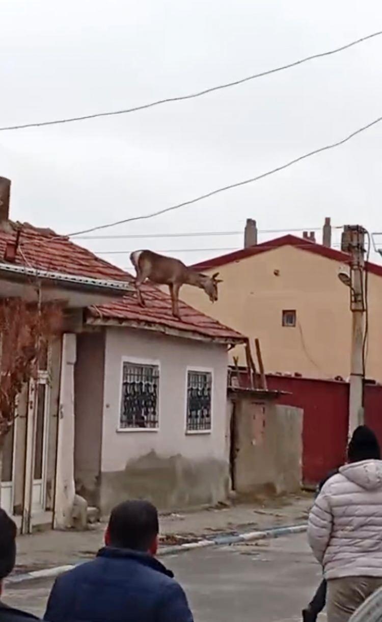 <p>Olay, dün öğle saatlerinde Sultandağı ilçesine bağlı Yeşilçiftlik beldesinde meydana geldi. </p>