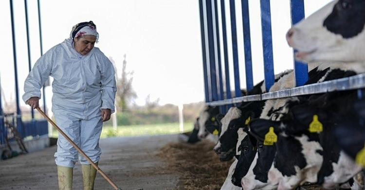 <p><strong>"ÇİFTLİKTE İŞ BİTMİYOR"</strong></p>
<p>Zeliha Akyel, şu anda 50 hayvanla ilgilendiğini ve bunun gece gündüz devam eden zorlu bir meslek olduğunu söyledi. Hayvanların kaydının tutulmasından günlük kontrolleri ve hastalıklarına kadar her sorumluluğu üstlendiğini dile getiren Akyel, şöyle konuştu:</p>
<p>Hastalıkların tedavisinde kullanılan iğne, ilaç ve aşılamaya kadar hepsini ben yapıyorum. Soğuk, sıcak, kar, yağmur, çamur demeden hayvanların bakımının yapılması önemli. Düğününüz bile olsa bu ineği burada sağarsınız, giyinirsiniz, düğün salonuna gidersiniz. Sabah saat 05.30 gibi hayvanlarımızın yanına geliyorum. Bir yandan yem karma yapılıyor ve önlerine veriliyor. Bir yandan inekler toplanıyor, sağıma giriyor. İneklerin sağımlarını ben yapıyorum. Sağım bittikten sonra süt tanka toplanıyor. Buzağılara mama yapıyoruz, süt içiriyoruz, onların bakımını yapıyoruz. Çiftlikte iş bitmiyor.</p>