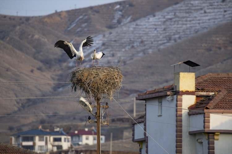 <p><strong>"Leylekler her sonbahar döneminde göç ediyordu fakat son 6 yıldır göçe gitmemeye başladı. Nedeni de göç zamanı leyleklerden biri yaralı olduğu için kervana katılamadı, yuvasında kaldı. Diğer leylek de göçe gidip 3 gün sonra eşini yalnız bırakmamak için geri döndü. Bunlar her sene yavrularını yumurtadan çıkarıp büyütüyorlar ama kendileri burada kalıyor. Leylekler artık Pertek'in müdavimi oldu."</strong></p>
<p> </p>