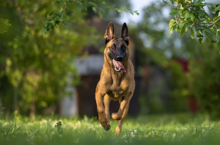<p>Hızlı, çevik ve zeki bir türdür. Askeri ve polis köpeği olarak popülerdir.</p>
