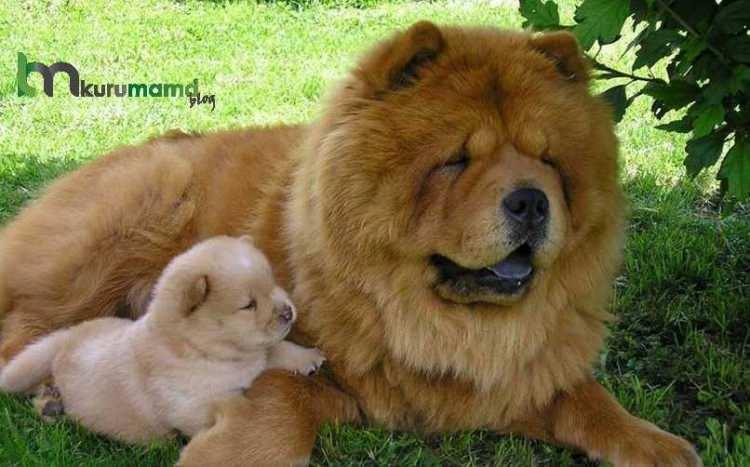 <p>Aslan benzeri yelesiyle dikkat çeker, bağımsız ve inatçı bir köpektir.</p>
