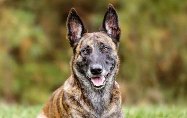 <p><span style="color:#B22222"><strong>10)  HOLLANDA ÇOBAN KÖPEĞİ (DUTCH SHEPHERD)</strong></span></p>
