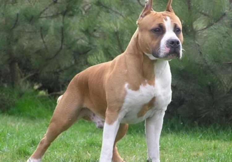 <p><span style="color:#B22222"><strong>9)  AMERİKAN PITBULL TERİYERİ</strong></span></p>
