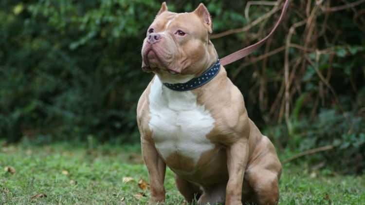 <p>Kaslı yapısıyla bilinir. <strong><span style="color:#B22222">En çok ölümlere sebep olan köpek ırkıdır.</span></strong></p>
