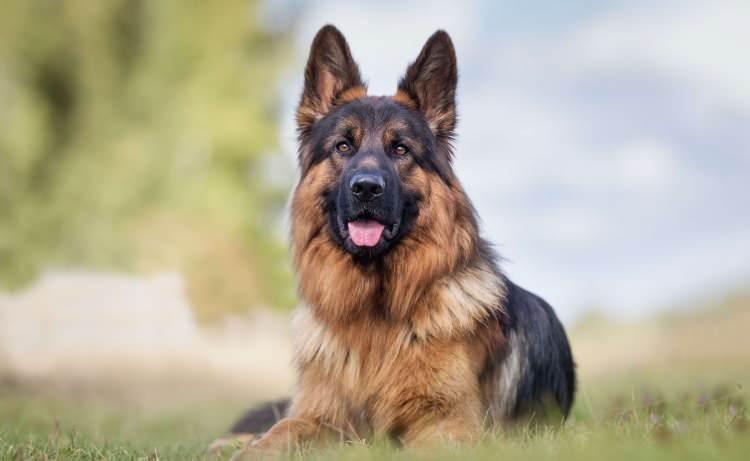 <p><strong><span style="color:#B22222">8)  ALMAN ÇOBAN KÖPEĞİ (GERMAN SHEPHERD)</span></strong></p>

<p> </p>
