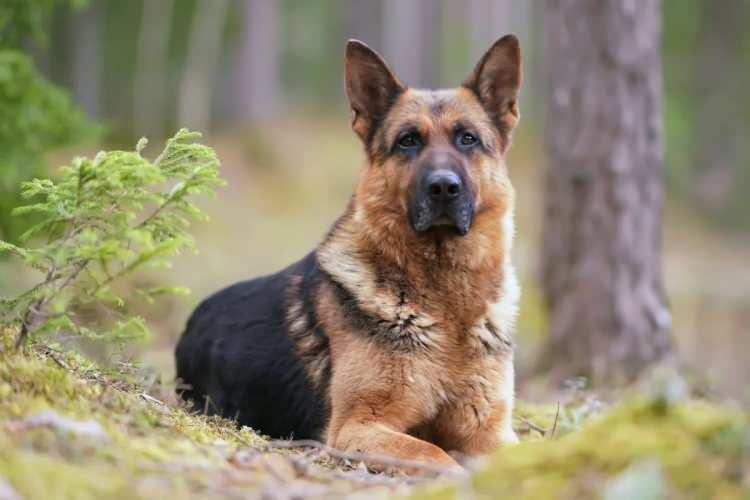 <p>Zeki, sadık ve çalışkan bir türdür. Polis, asker ve arama-kurtarma köpeği olarak kullanılır.</p>
