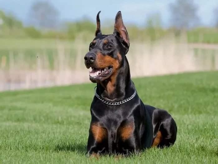 <p><span style="color:#B22222"><strong>7)  DOBERMAN  |  Almanya</strong></span></p>
