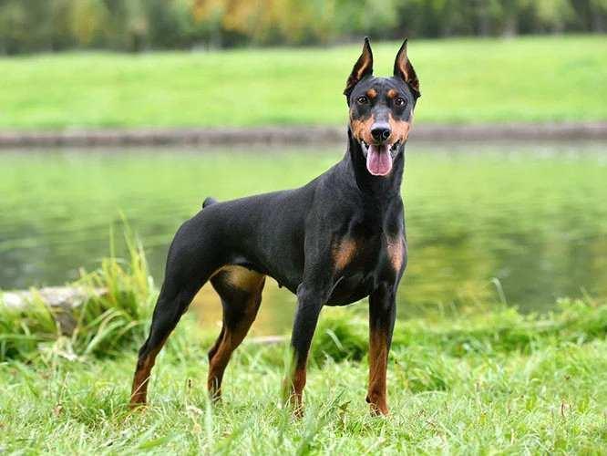 <p>Atletik yapısı ve keskin zekasıyla mükemmel bir koruma ve polis köpeğidir.</p>
