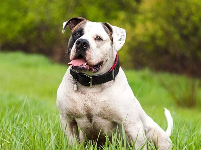<p><span style="color:#B22222"><strong>6)  AMERİKAN BULLDOG</strong></span></p>
