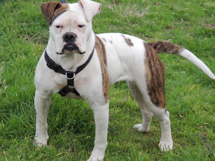<p>Güçlü ve sadık bir koruma köpeği olarak biliniyor ancak tasmasız gezdirildiğinde ölümcül bir köpeğe dönüşüyor.</p>
