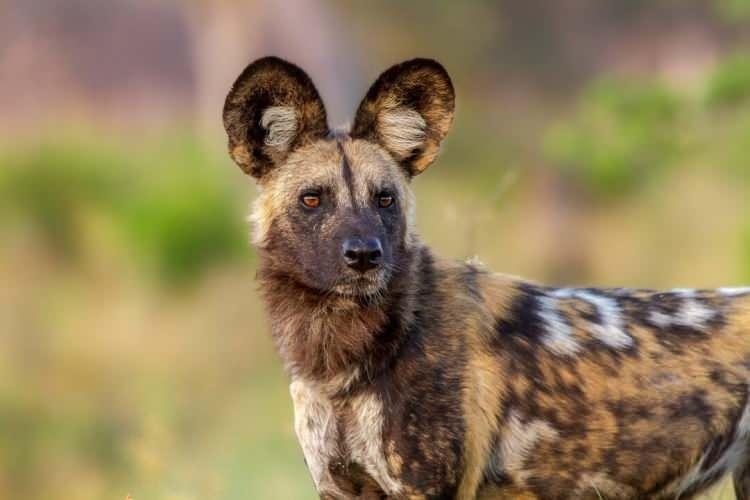 <p><span style="color:#B22222"><strong>5)  AFRİKA YABAN KÖPEĞI (AFRICAN WILD DOG)</strong></span></p>

