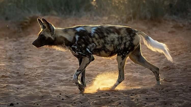 <p>Afrika'nın vahşi doğasında avcı olarak bilinir, sürü halinde hareket eder.</p>
