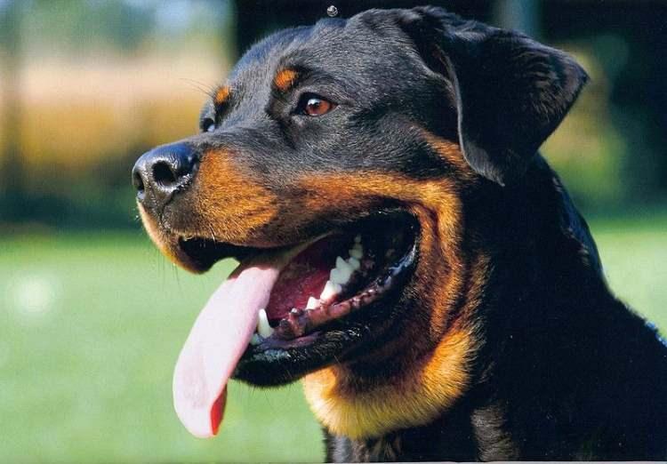 <p><span style="color:#B22222"><strong>4)  ROTTWEILER  |  Almanya</strong></span></p>

