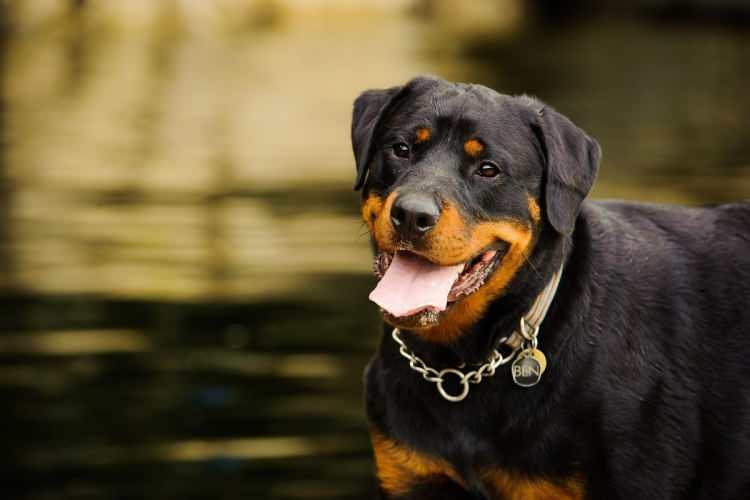 <p>Kaslı ve cesur bir bekçi köpeği. Eğitildiğinde sadık bir aile koruyucusudur.</p>
