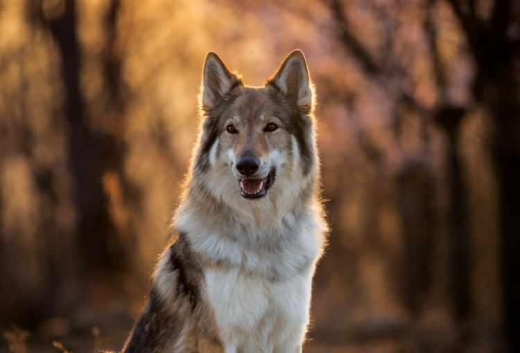<p><span style="color:#B22222"><strong>3)  KURT-KÖPEK KIRMASI  |  </strong>Avrupa, Kuzey Amerika</span></p>

<p> </p>
