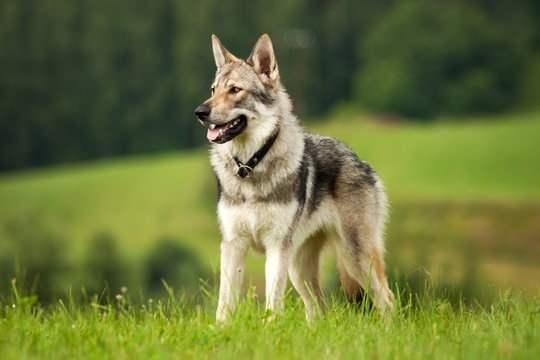 <p>Kurt ve köpek melezi olan bu tür, vahşi doğasına rağmen eğitildiğinde sadık olabilir.</p>
