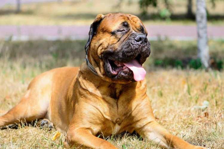 <p>Dev cüsseli, sakin ama koruyucu bir köpek. Ailesine bağlı ve güçlü bir bekçi köpeğidir.</p>

