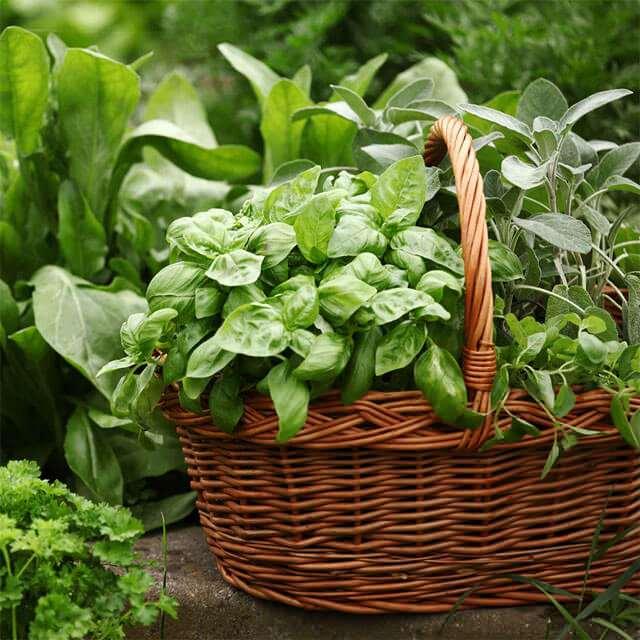 <p>Bir avuç fesleğeni, 1 tatlı kaşığı bal ile karıştırın. Yapraklarını öğütün ve tekrar 1 tatlı kaşığı bal ekleyerek güzelce karıştırın. Bu karışımı yüzünüze uygulayın ve 15 dakika bekletin. Ilık su ile yüzünüzü durulayarak temizleyin.</p>