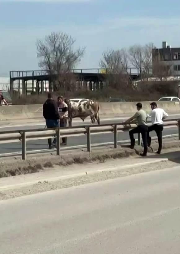 <p>Polis ekiplerinin trafiği durdurduğu kara yolunda araçların üzerine koşan tosunu durdurmak için vatandaşlar da seferber oldu.</p>
