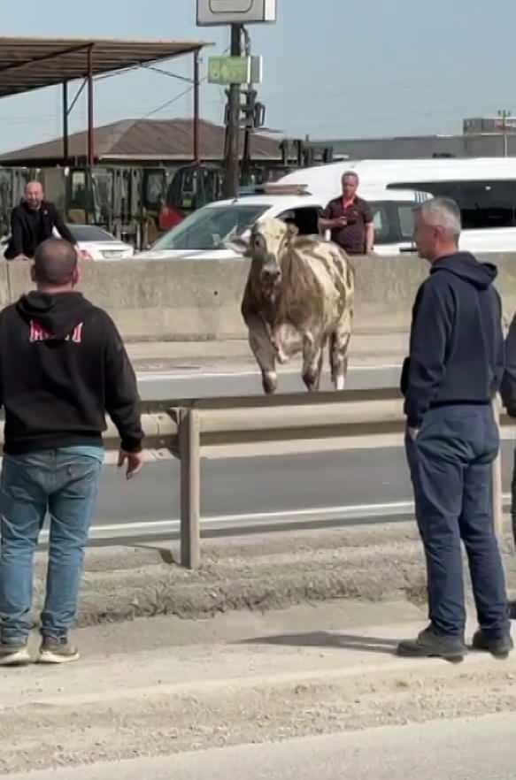 <p>Trafiğin aksamasına sebep olan tosun bir süre sonra yan yola çıktı.</p>
