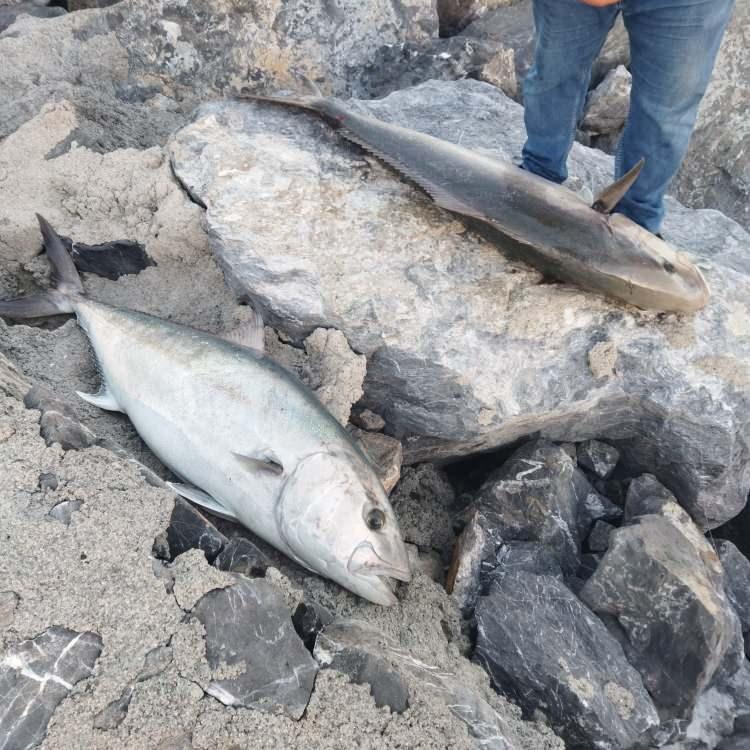 <p>Dörtyol tarafında yakaladık balığı yakalarken çok heyecanlandık uzun uğraşlar vererek bunları kıyıya çıkarttık. İki balık toplamda 65 kilo falan civarıydı yaklaşık 18 bin TL’ye sattık. </p>