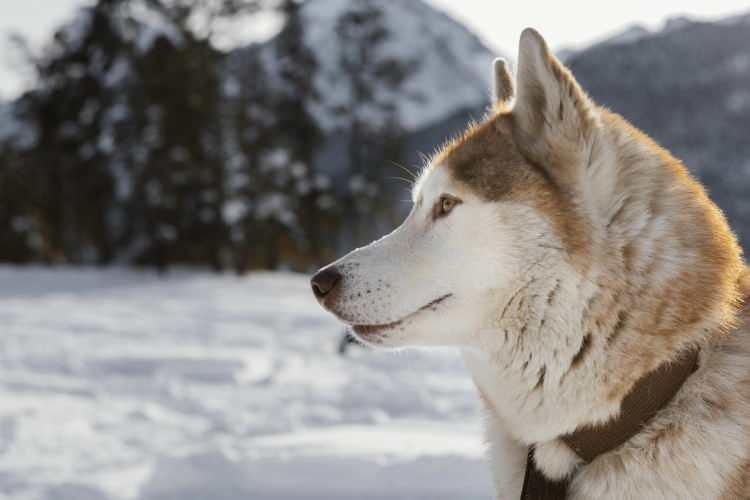 <p>Enerjik ve çalışkan bir köpek olan Husky, nadiren saldırgan olsa da bazı durumlarda tehlikeli olabilir.</p>