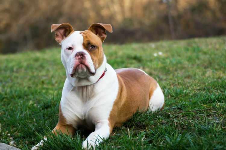 <p>Kaslı ve güçlü bir yapıya sahip olan Amerikan Bulldog, aile dostu olabilse de saldırgan olabilir..</p>
