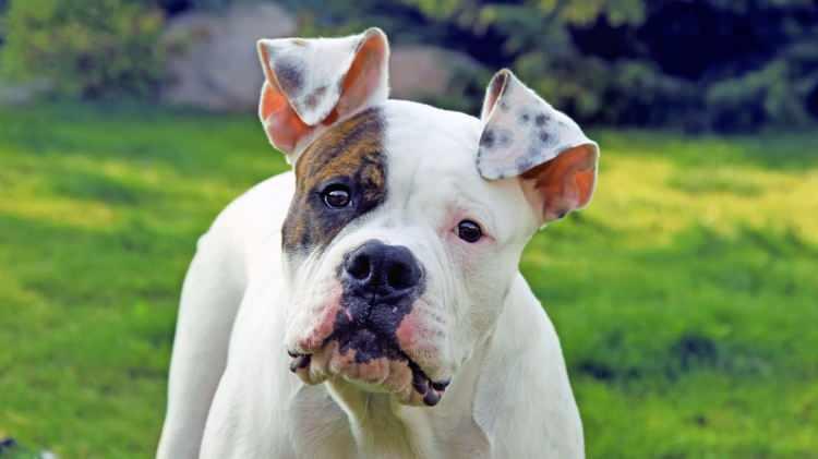 <p><span style="color:#B22222"><strong>7) AMERİKAN BULLDOG</strong></span></p>