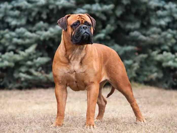 <p>Dev cüssesiyle bilinen Mastiff ve Bullmastiff, koruma köpeği olarak kullanılır ve güçlüdür..</p>