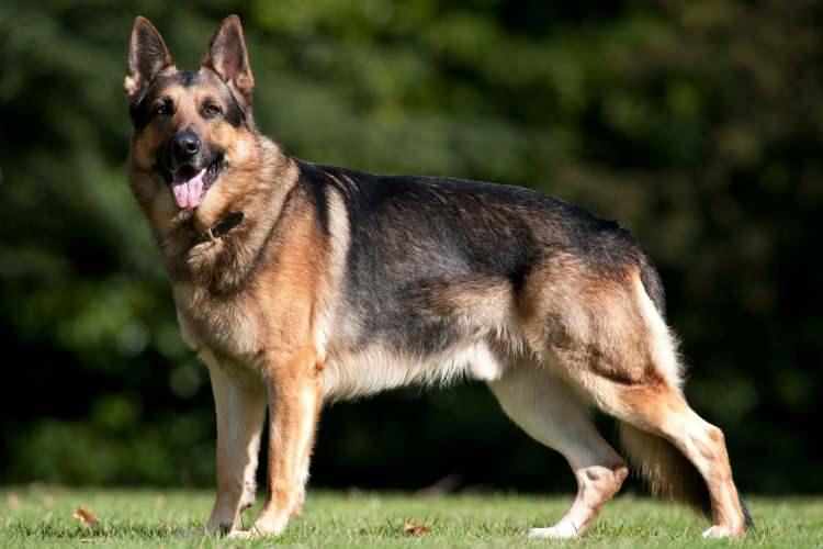 <p>Zekası ve koruyucu içgüdüsüyle bilinen Alman Çoban Köpeği, eğitimine göre tehlikeli olabilir.</p>