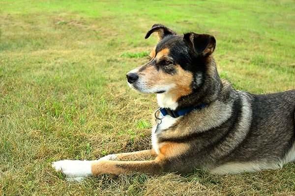 <p>Farklı ırkların karışımından oluşan melez köpekler, özellikleri değişkenlik gösterir.</p>