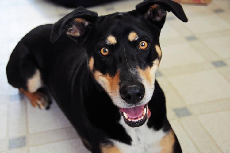 <p><span style="color:#B22222"><strong>4) MELEZ KÖPEKLER | Mixed-Breed</strong></span></p>