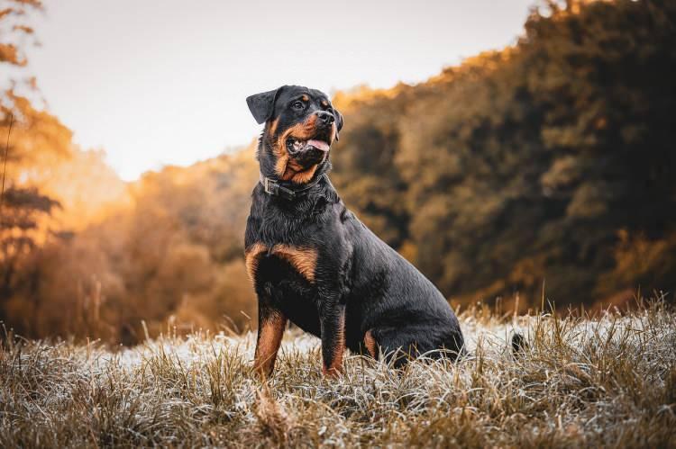 <p>Koruyucu ve sadık bir cins olan Rottweiler, güçlü yapısı nedeniyle tehlikeli olabilir.</p>