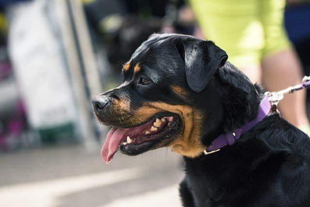 <p><span style="color:#B22222"><strong>3) ROTTWEILER | Almanya</strong></span></p>