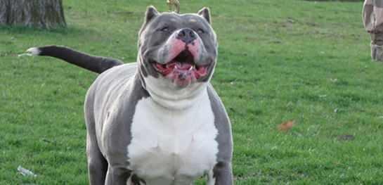 <p><strong>Güçlü çene yapısıyla bilinen Pit Bull, saldırganlığıyla öne çıkar.</strong></p>