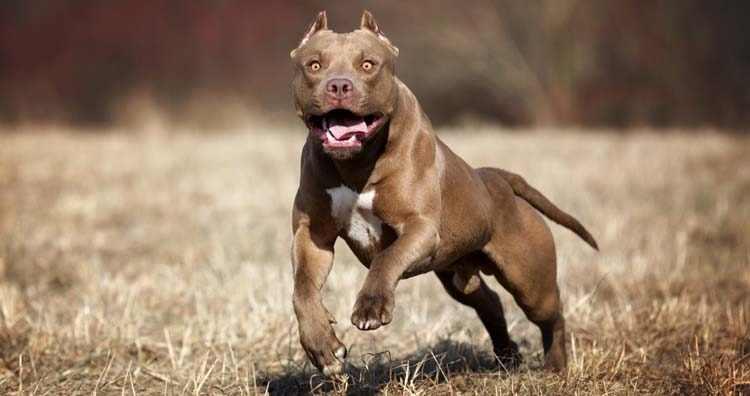 <p><strong>Pitbull'lar sebepsiz yere %48 daha fazla saldırabilir.</strong></p>