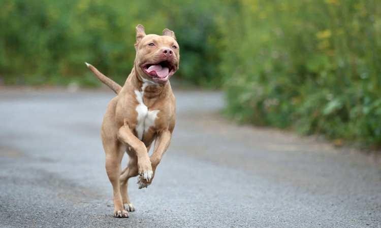 <p>Dogbite'a göre geçtiğimiz yıllarda bir yıl içinde köpek ısırmasıyla ilgili <strong>81 ölüm vakasından 20'si Pit Bull'lardan kaynaklandı. Pitbullar ayrıca dünyanın en acımasız köğek ırkı olarak tanınır.</strong></p>
