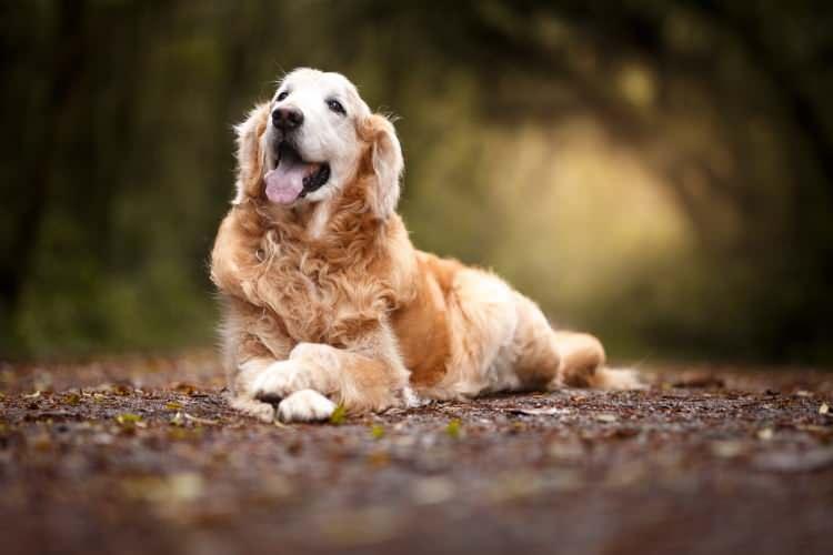 <p><strong><span style="color:#B22222">2) DİĞER 39 KÖPEK IRKININ TOPLAMI </span> | ÖLDÜRME ORANI YÜZDE 10</strong></p>