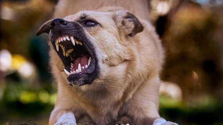 <p><span style="color:#B22222"><strong>ISIRMA GÜCÜ EN FAZLA 5 KÖPEK İSE ŞUNLARDIR!</strong></span></p>