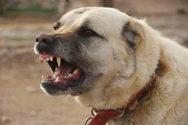 <p><strong><span style="color:#B22222">1) KANGAL </span> | ISIRMA BASINCI: 52.2 KG</strong></p>