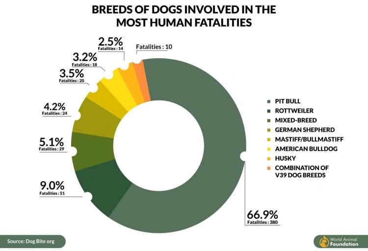 <p><strong>En fazla ölüme neden olan köpekler | infografik</strong></p>