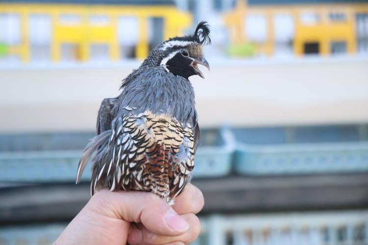 <p>Merkeze bağlı Göl köyünde kendine özel küçük bir çiftlik kuran Karabulut, yumurtaları kuluçka makinesinde çıkardı ve ardından anaç haline getirdi.</p>
