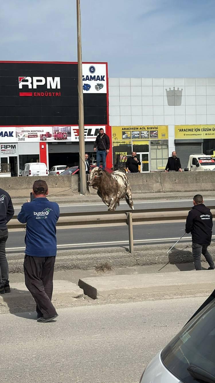 <p>Ekipleri ve vatandaşları seferber eden tosun bir süre sonra yakalandı.</p>
