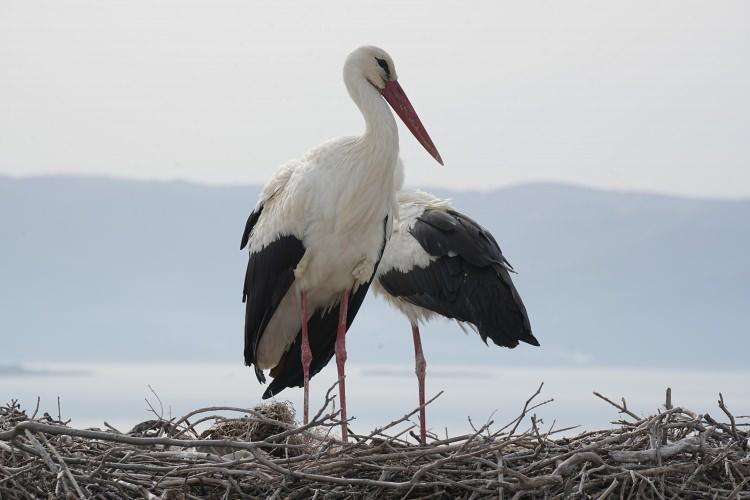 <p>Yaren ile Yılmaz'ın buluşmasını yaban hayatı fotoğrafçısı Alper Tüydeş, sosyal medya hesabından paylaştığı fotoğraflar ve görüntülerle duyurdu.</p>
