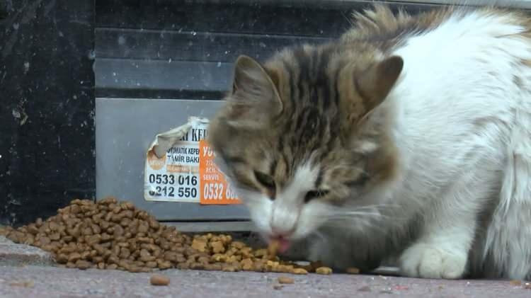 <p><strong>Biz kedi maması koymaya devam edip kendisini uyardık. </strong></p>
